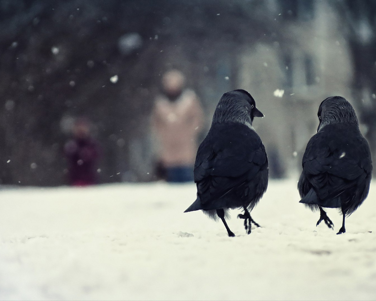 Вороны на снегу