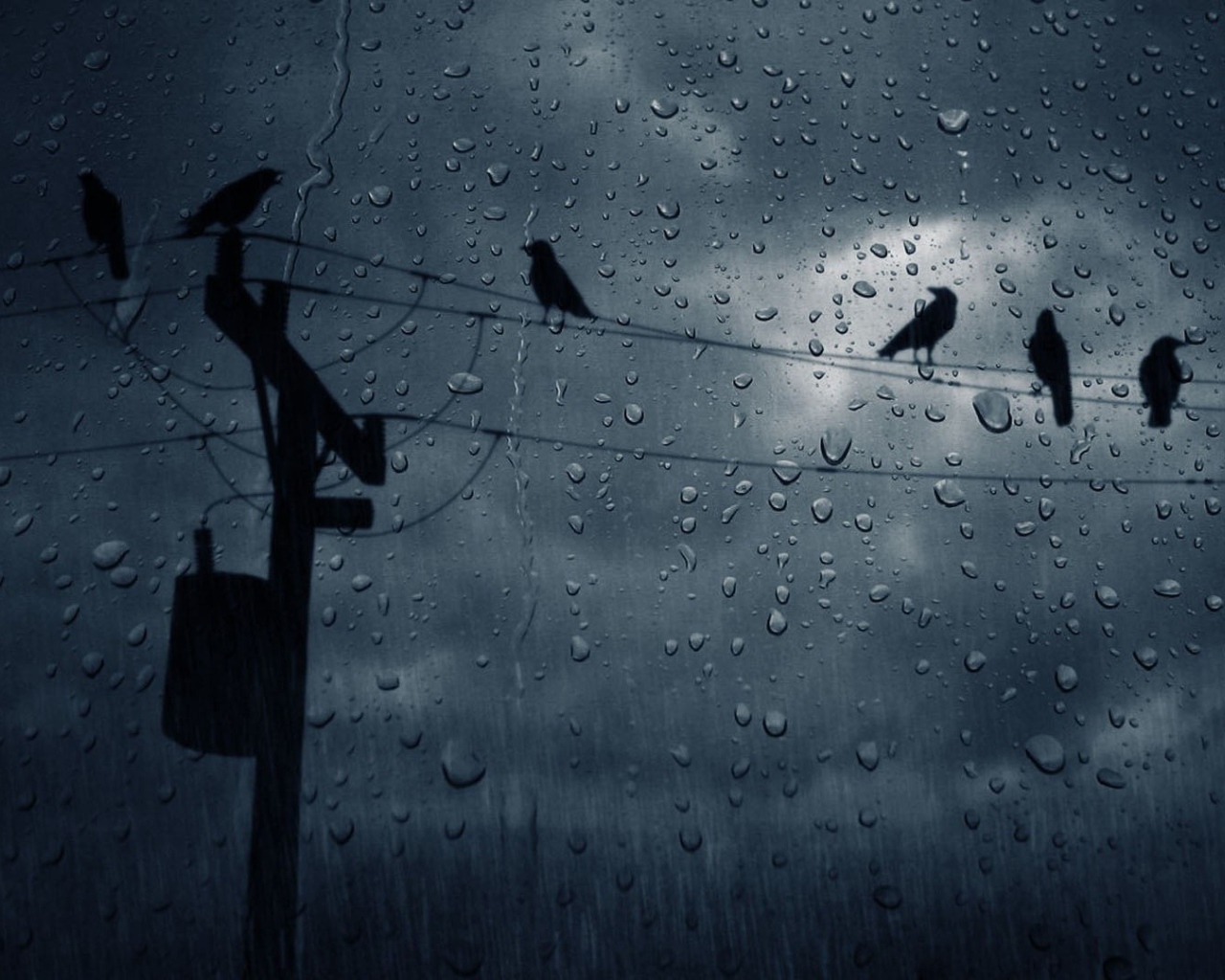 Вороны на проводах во время дождя