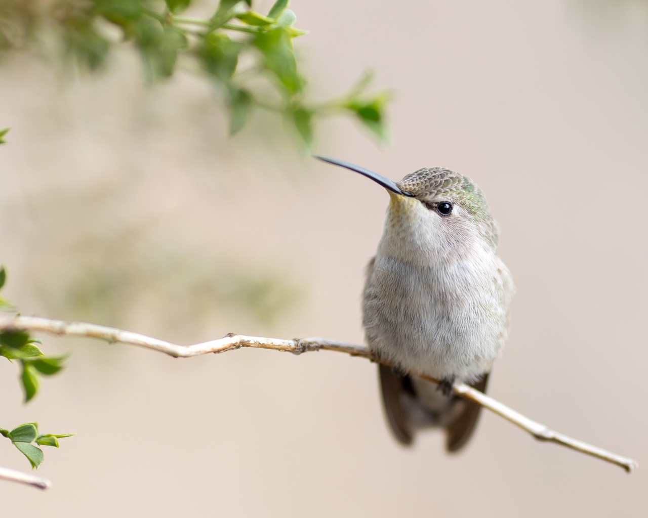 Милая серая колибри на ветке
