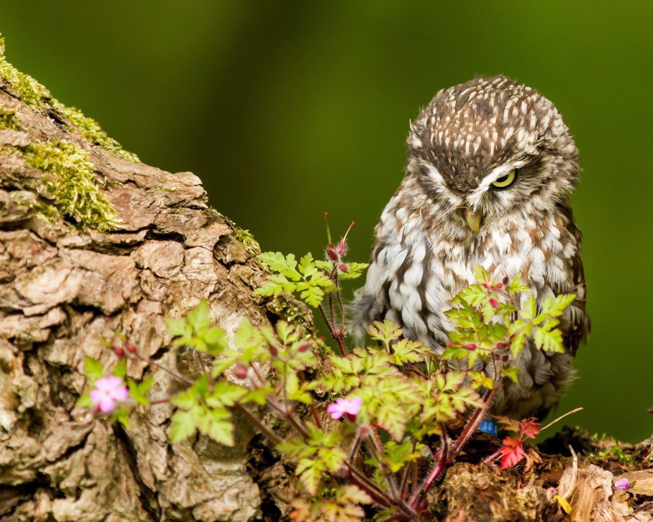 Милая хмурая сова
