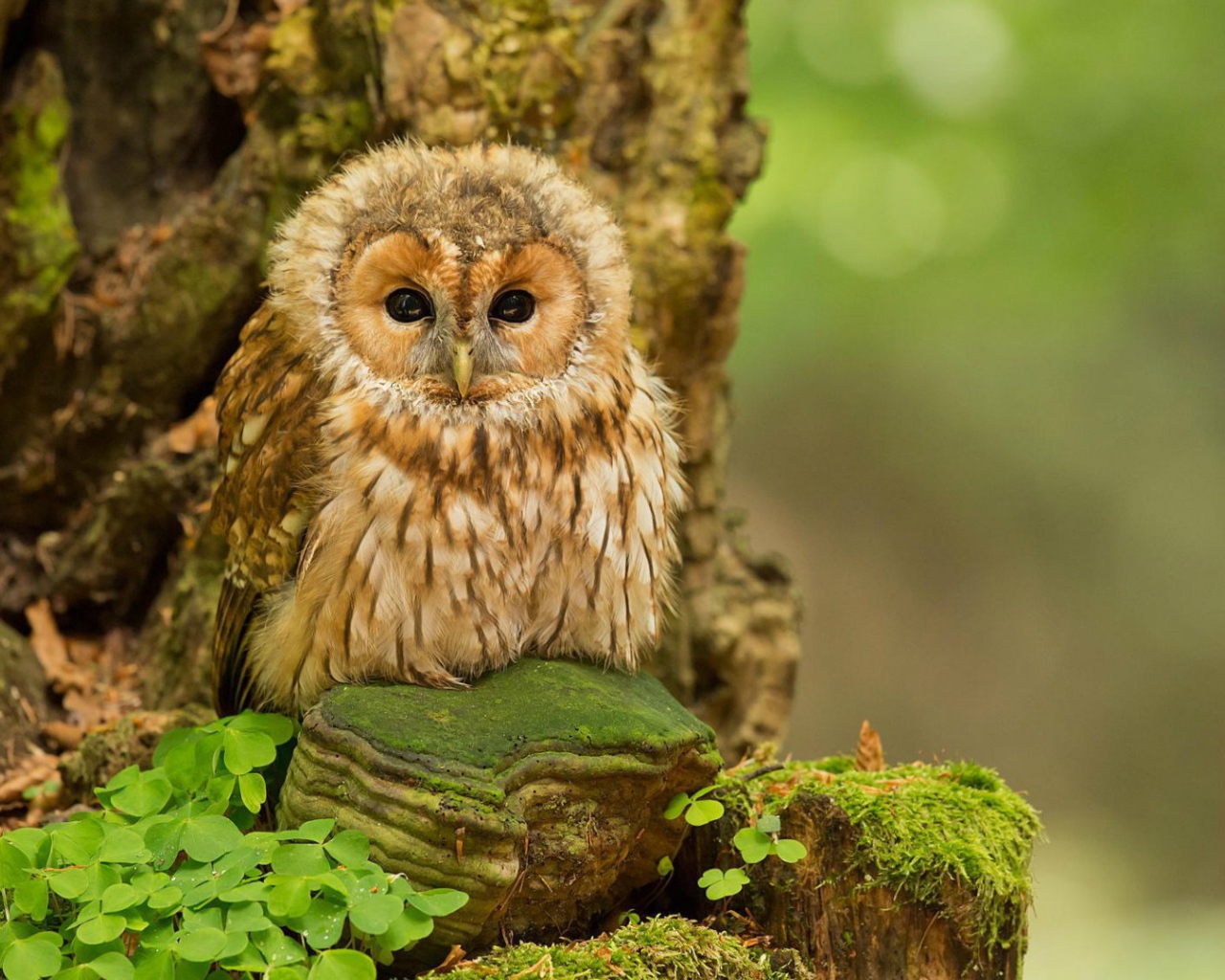 Милая сова на камне