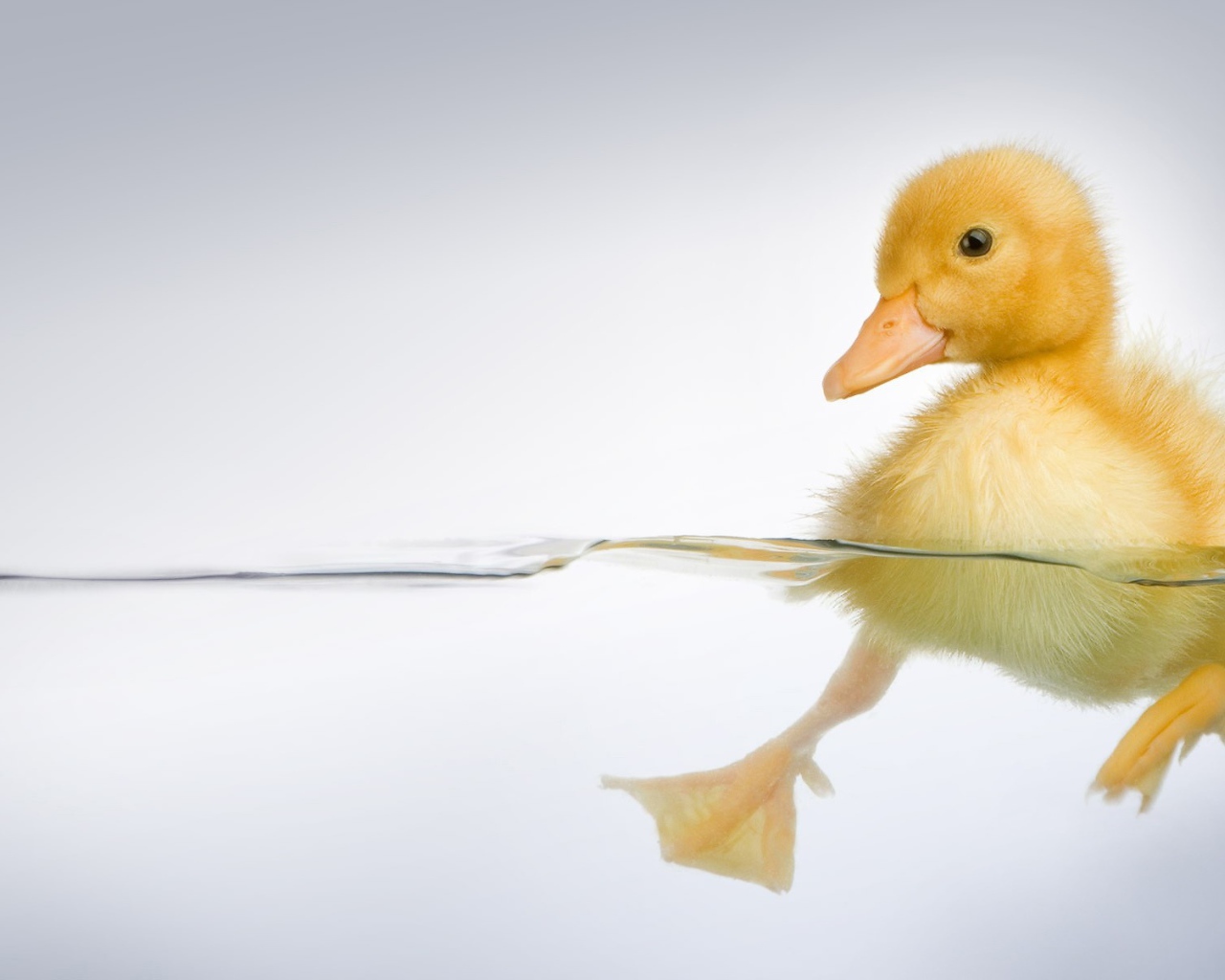 Утенок в прозрачной воде