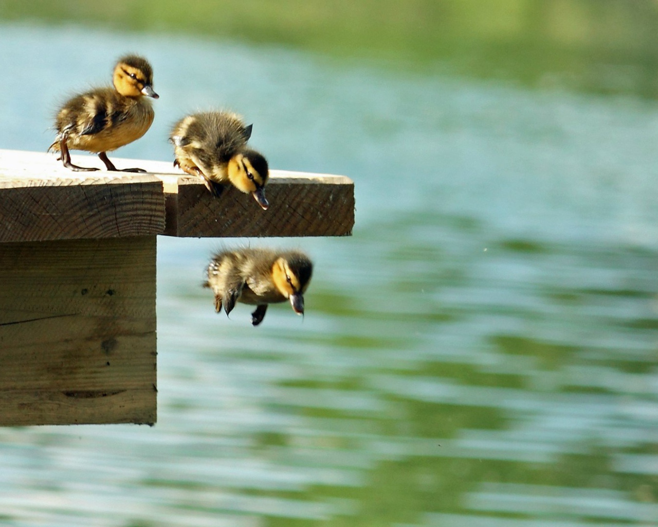 Утята учатся плавать