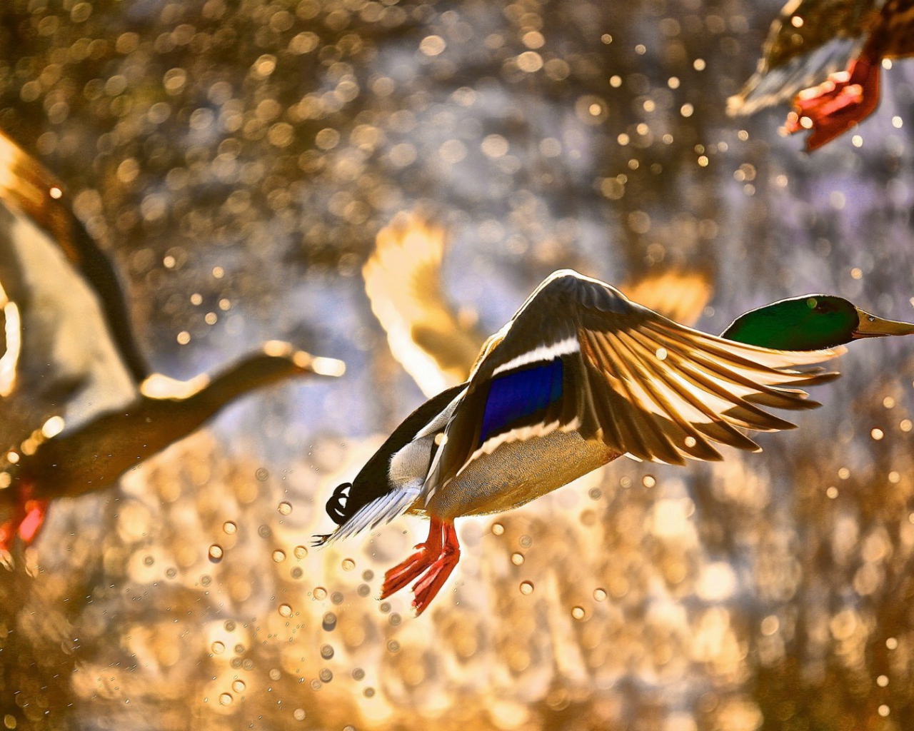 Утки взлетают с поверхности воды