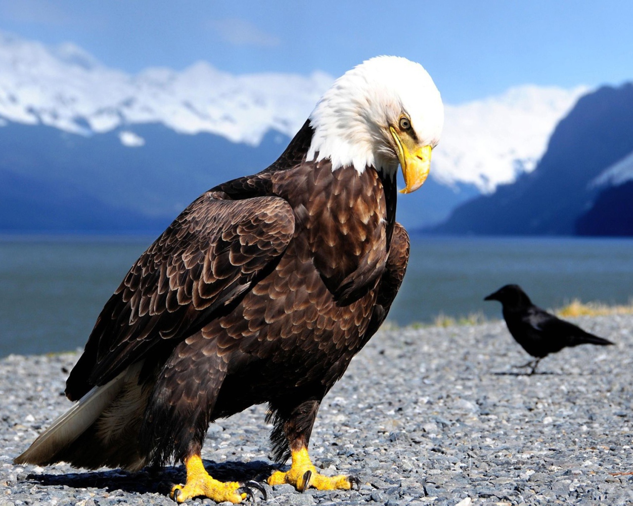 Орел и ворона в горах