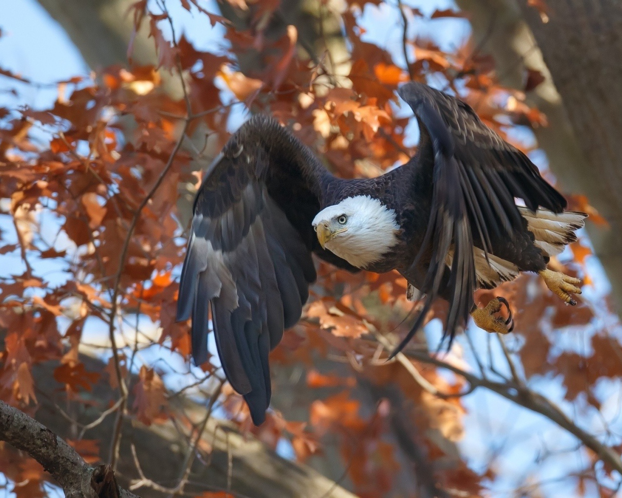 Орел в осеннем лесу