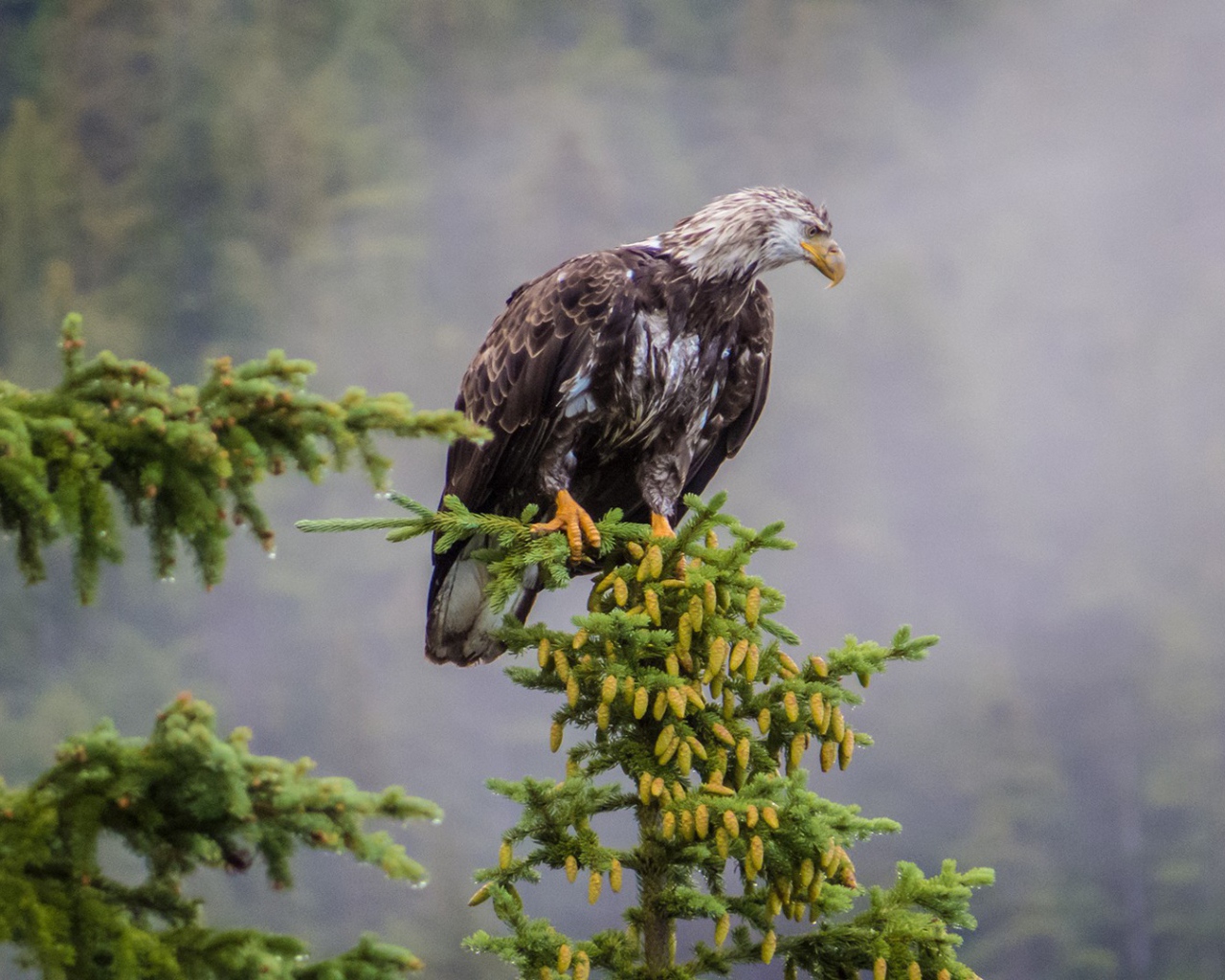 Орел на ветке хвойного дерева