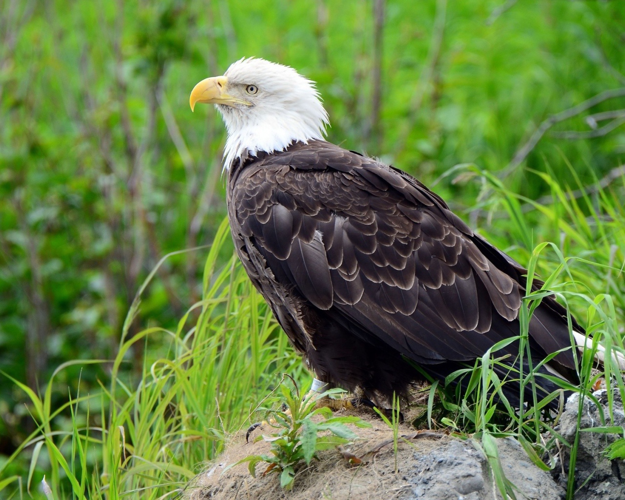 Орел на камне в траве