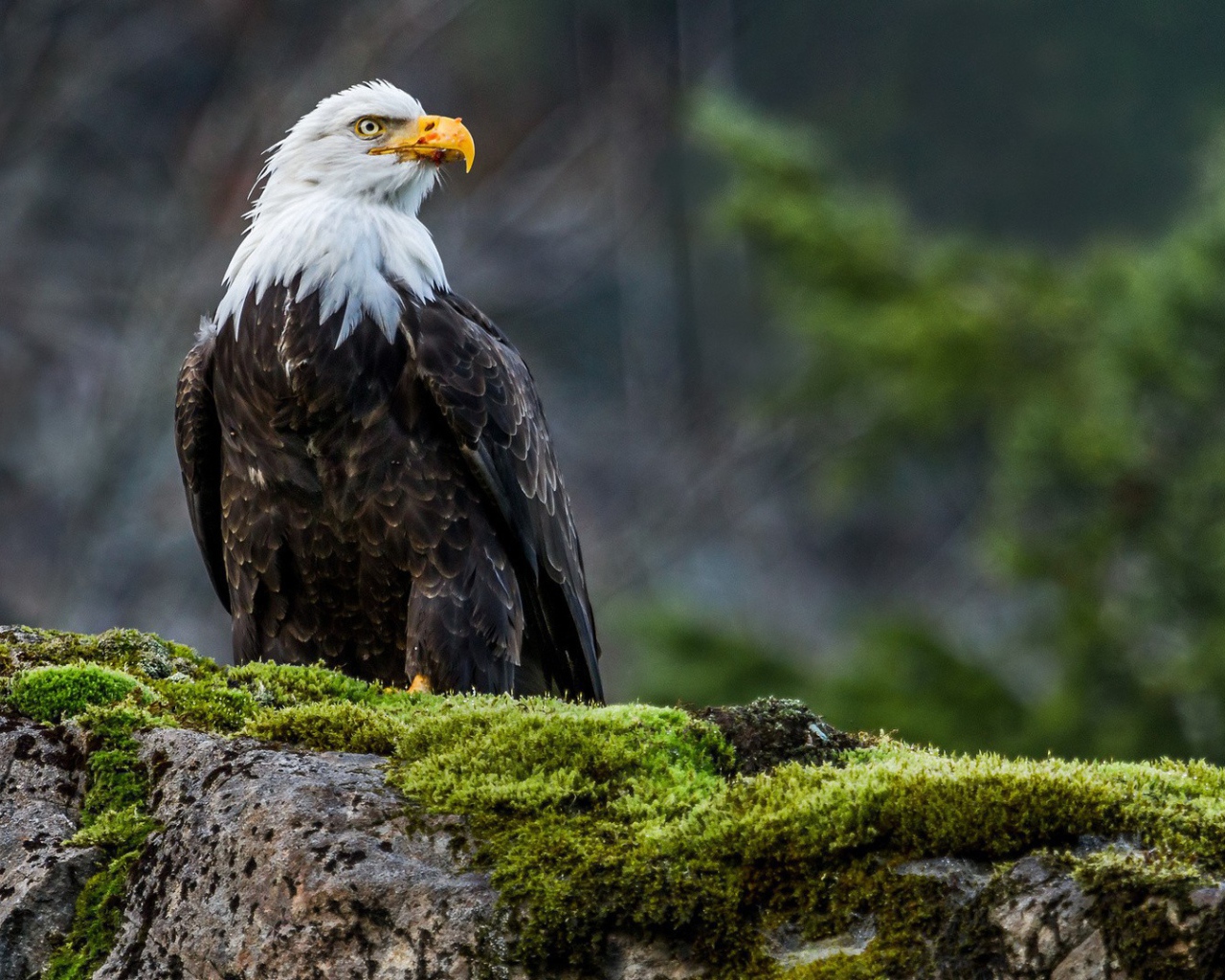 Орел на покрытом мхом камне