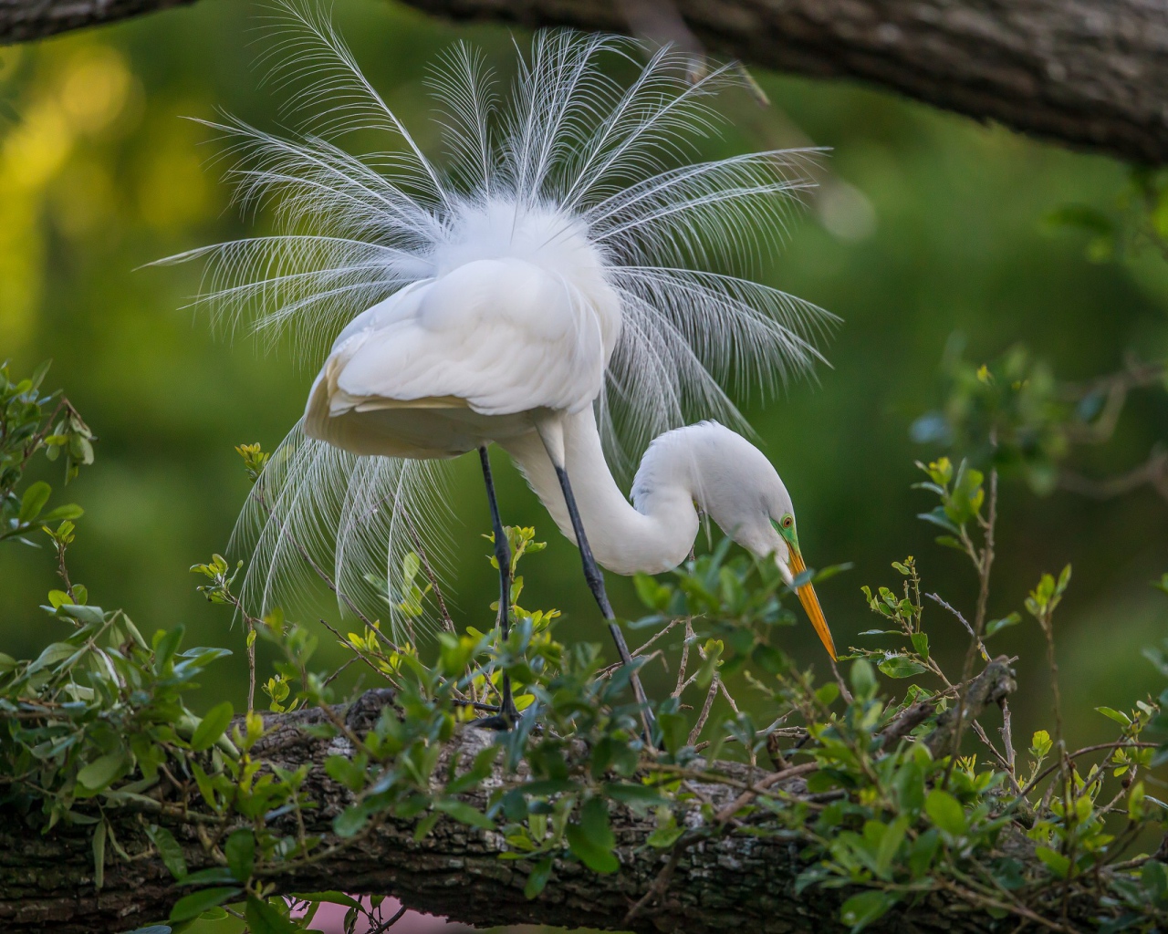 Белая цапля с роскошным хвостом