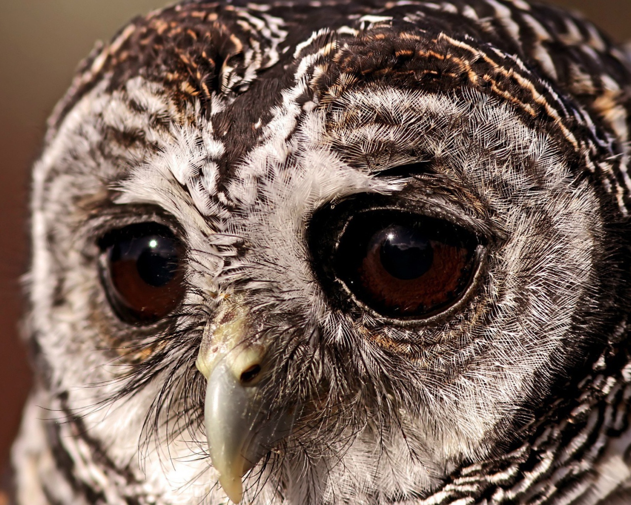 Выразительные глаза грустной совы