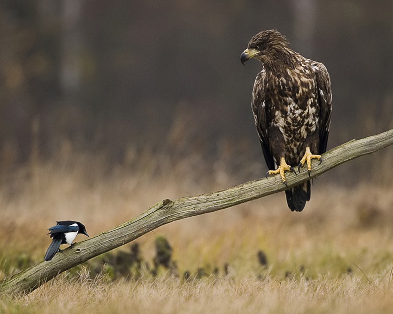 Сокол и сорока