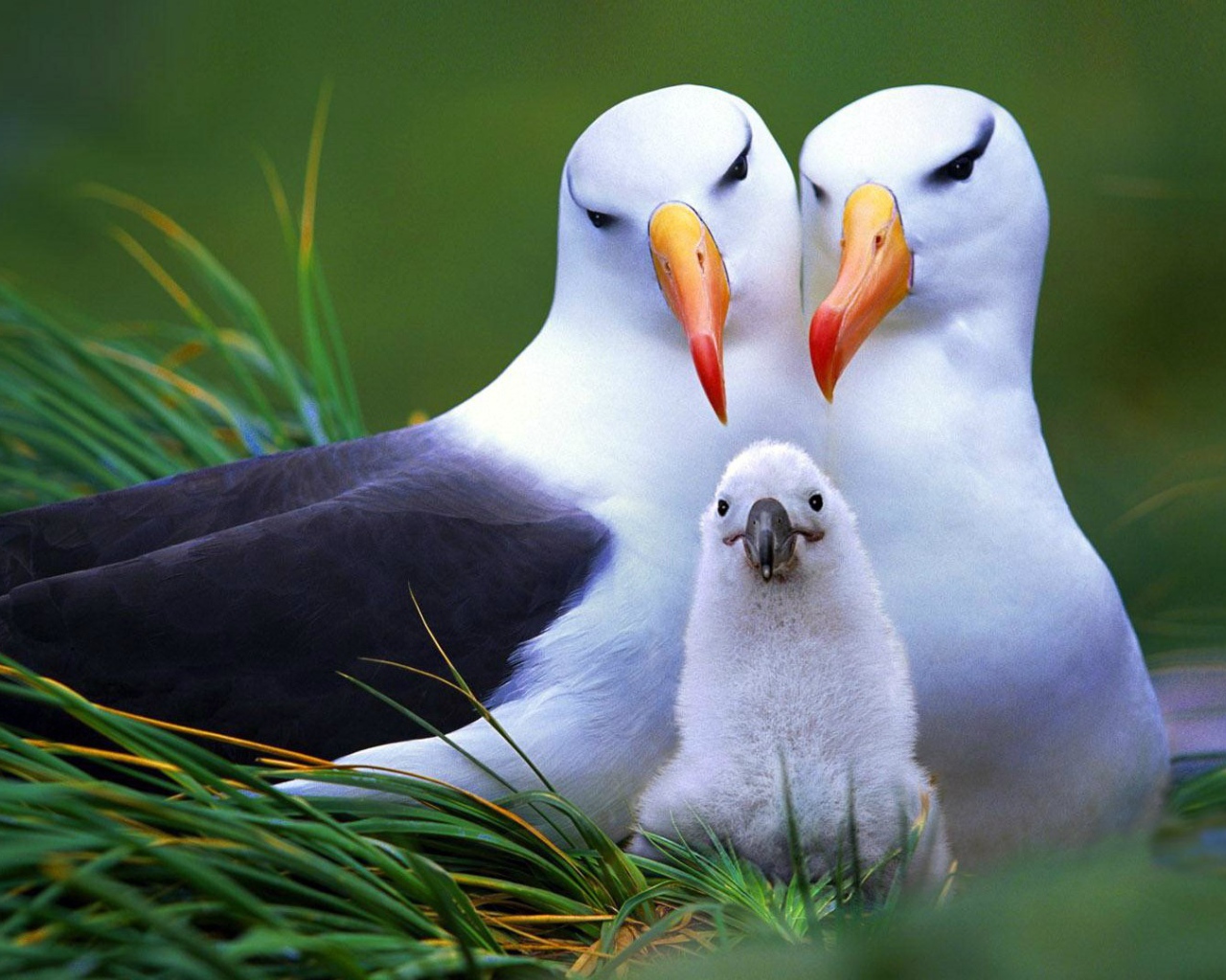 Семья птиц альбатросов