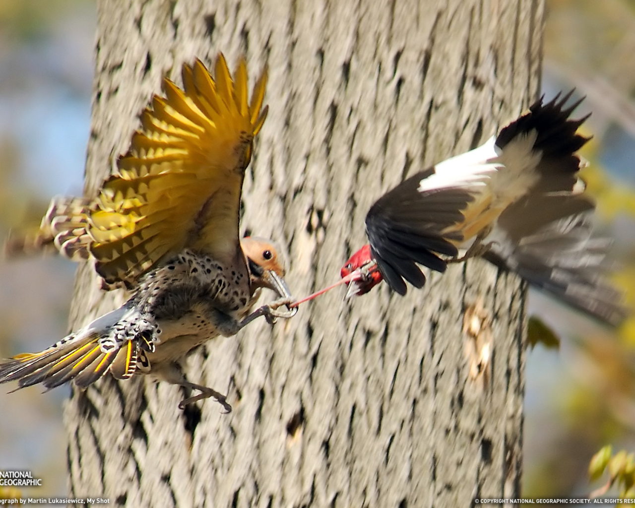 Драка птиц за добычу