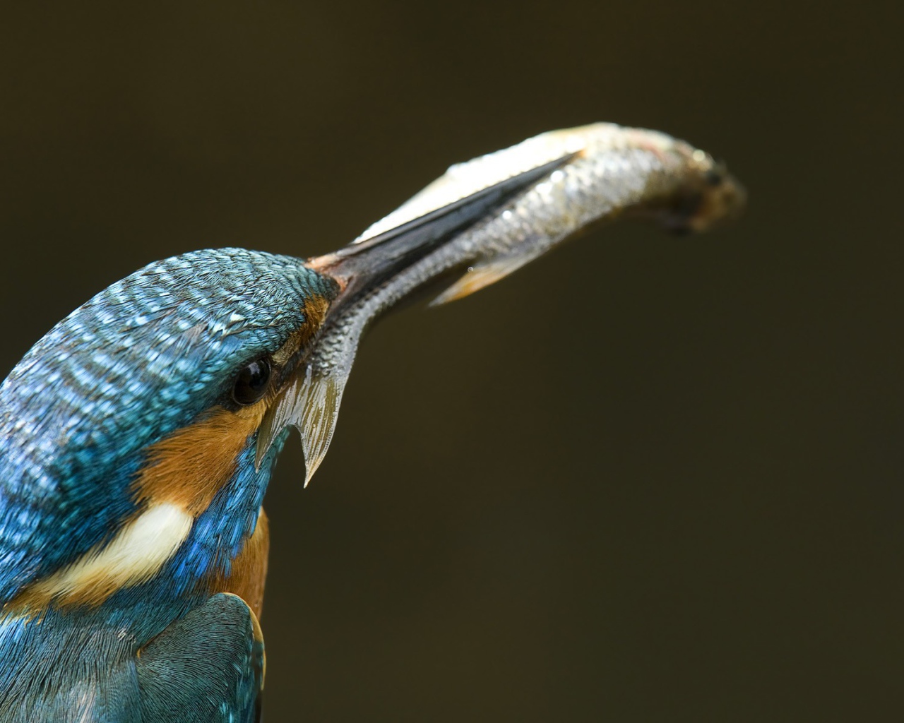 Рыба в клюве зимородка