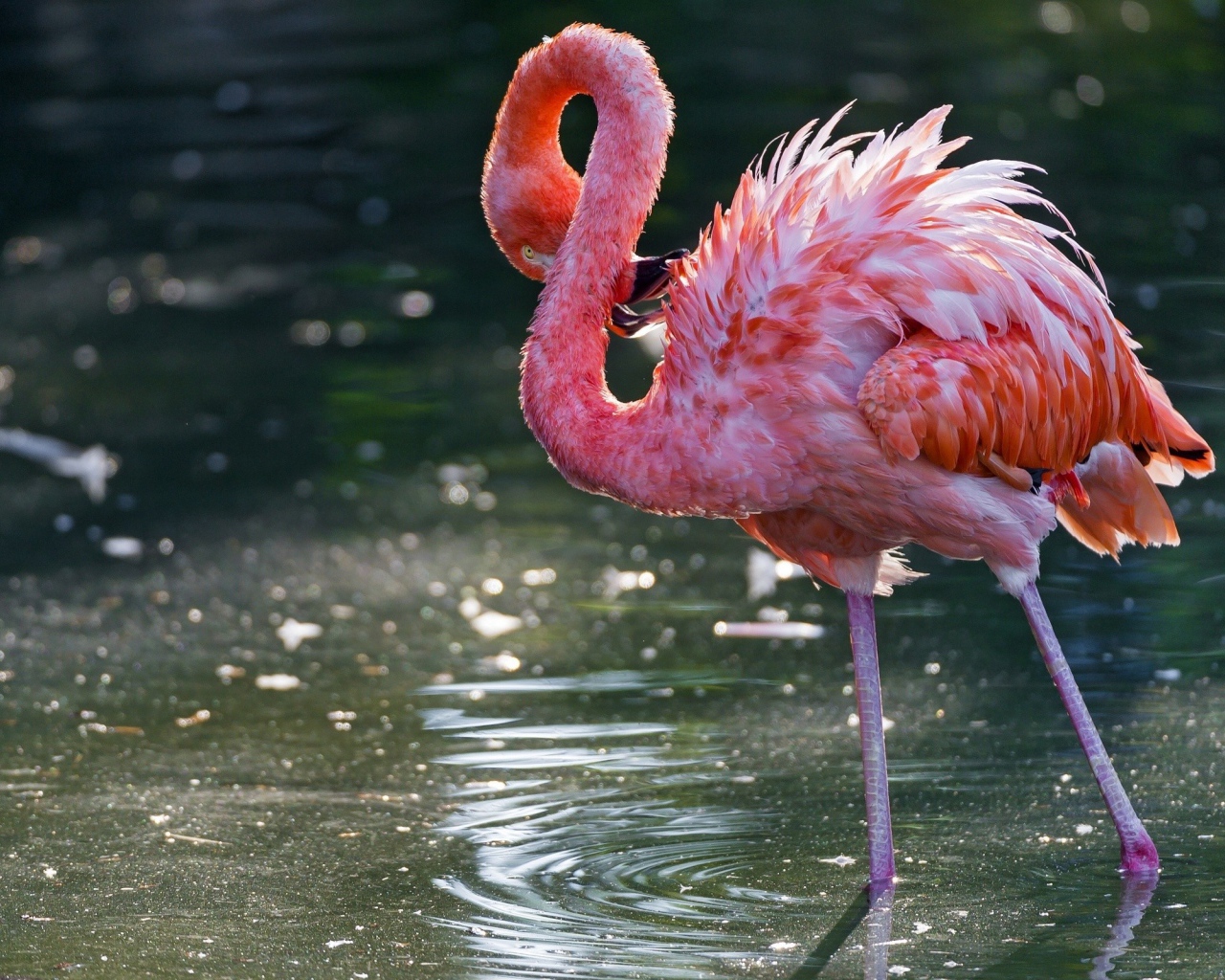 Фламинго чистит свои перья