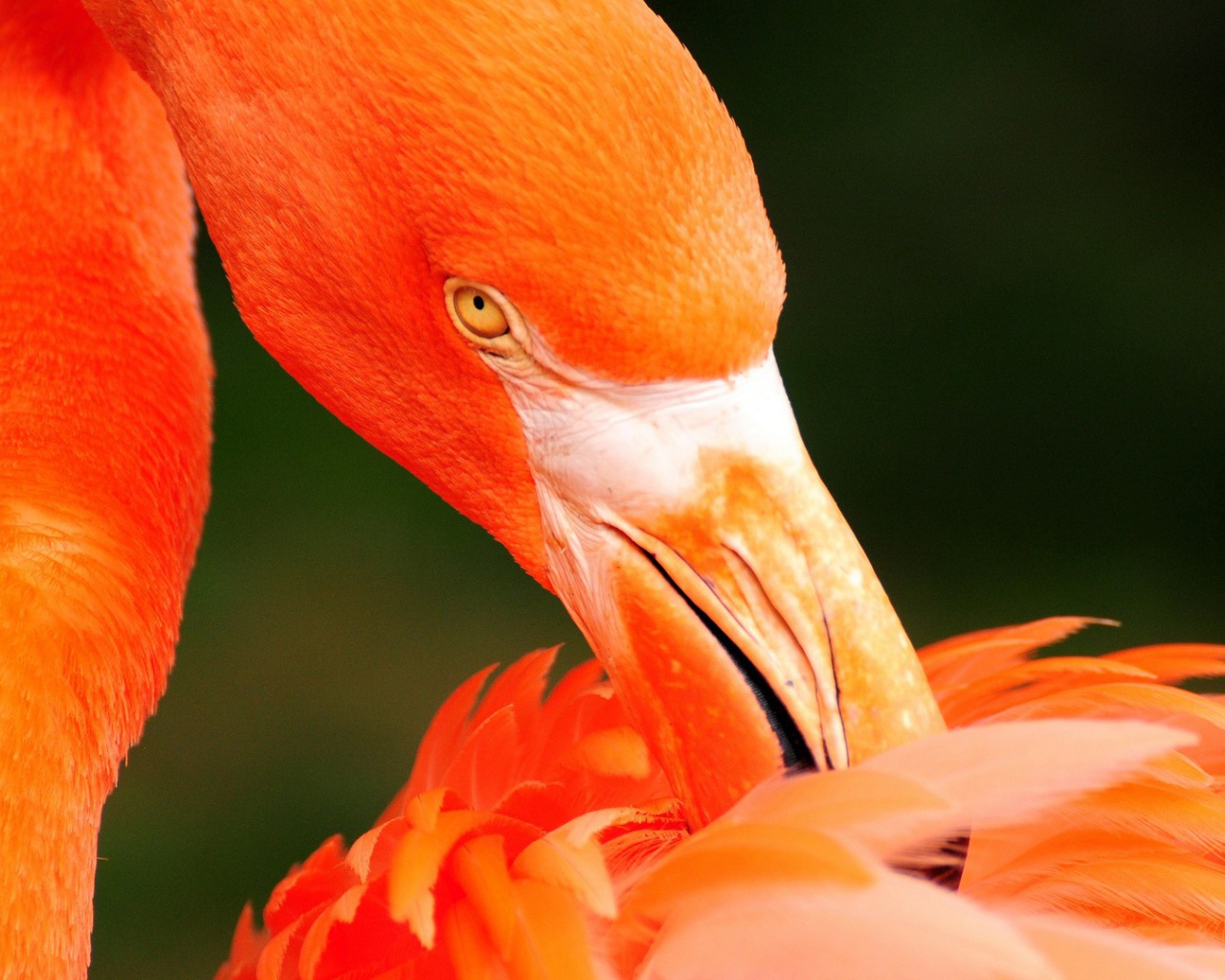 Фламинго чистит перья