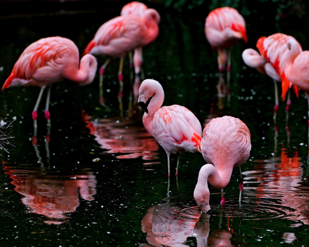 Фламинго кормятся на озере