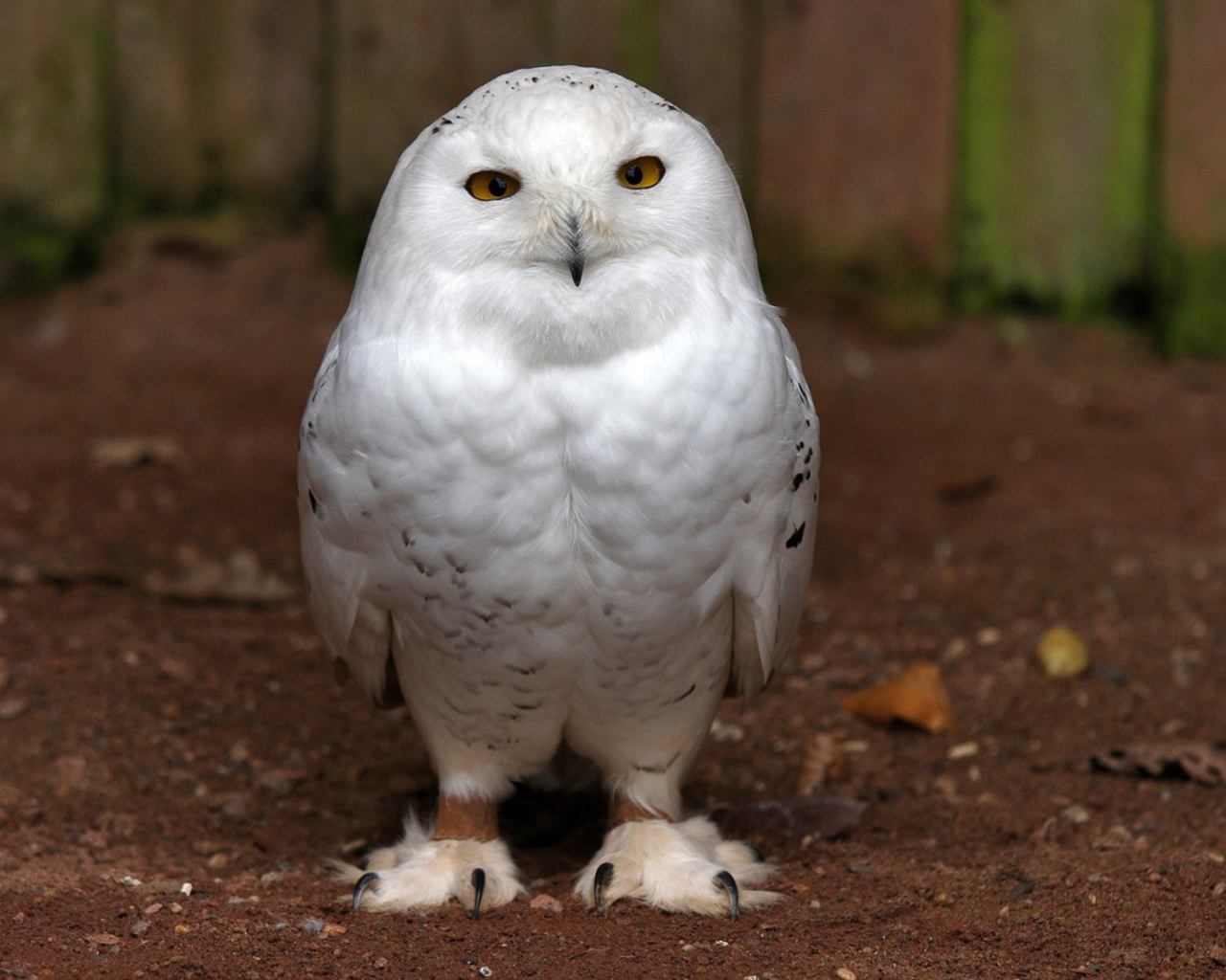 Пушистая белая сова