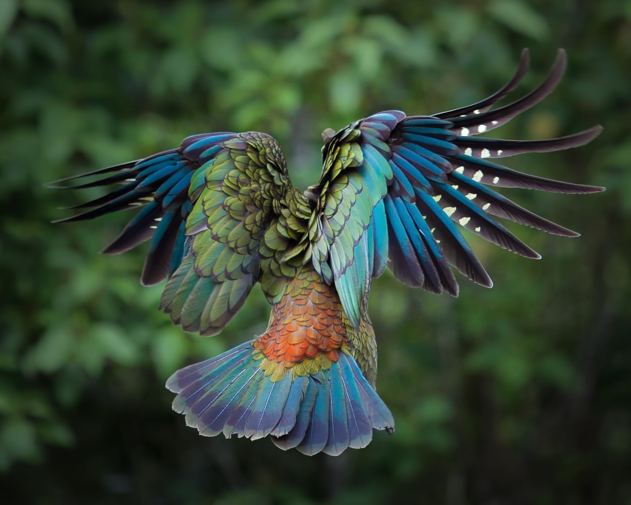 Полет красочной птицы