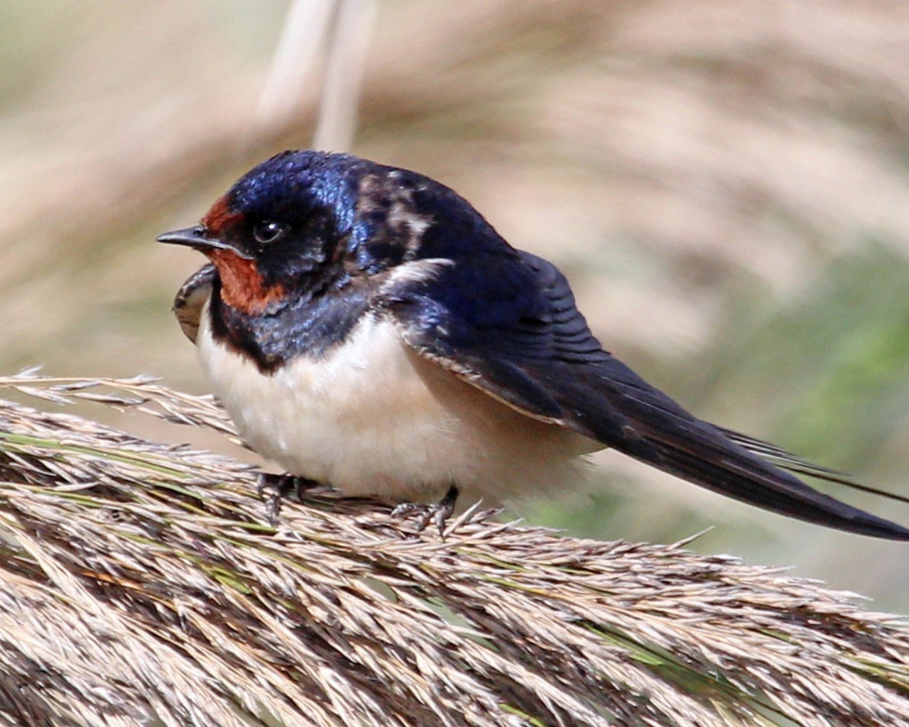 Забавная птица сидит на пучке травы