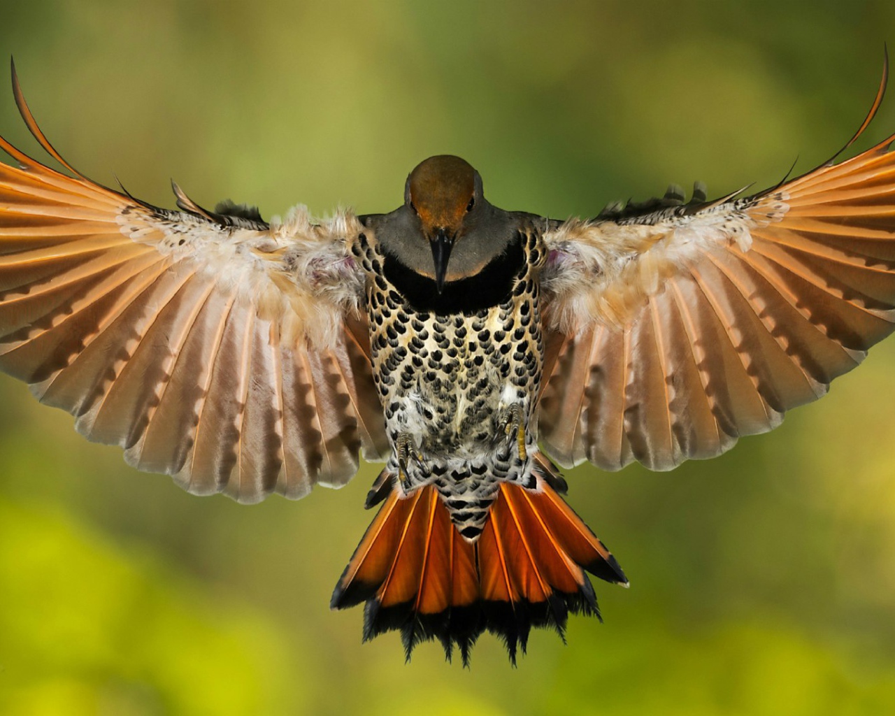 Золотой ширококлювый дятeл