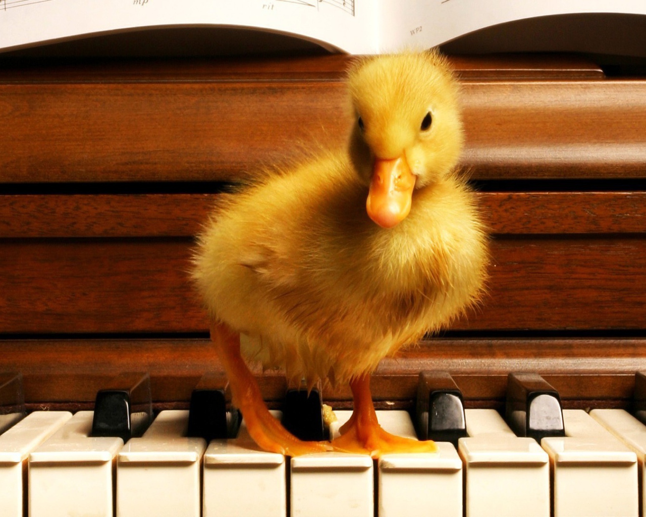 Гусенок на пианино