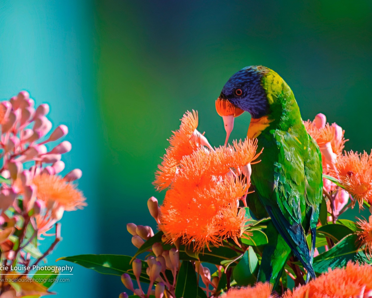 Зеленый попугай на красных цветах