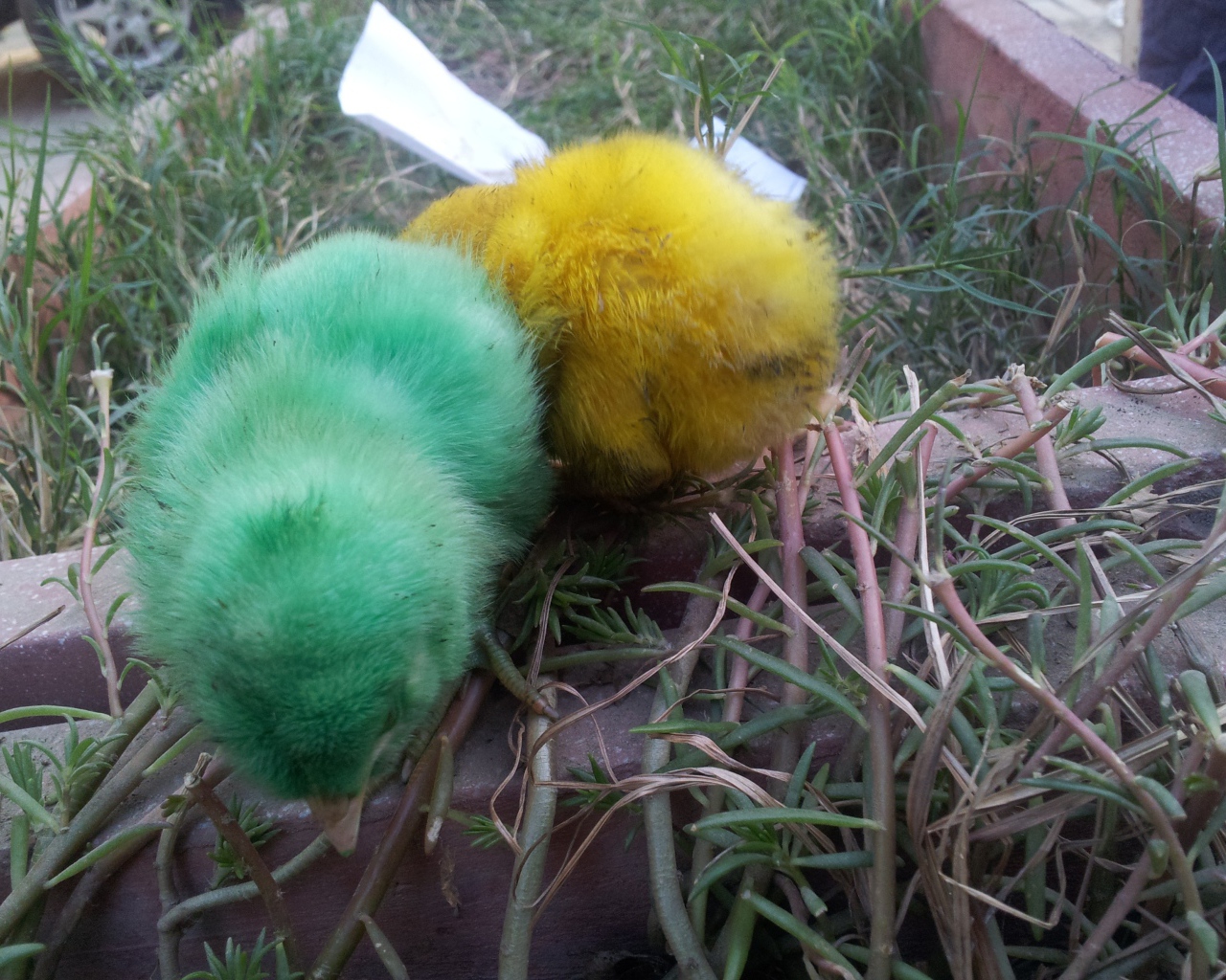 Зеленый и желтый цыплята