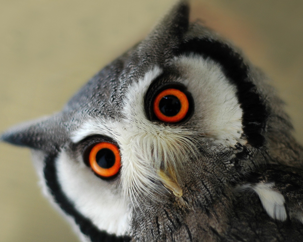 Серая сова с оранжевыми глазами