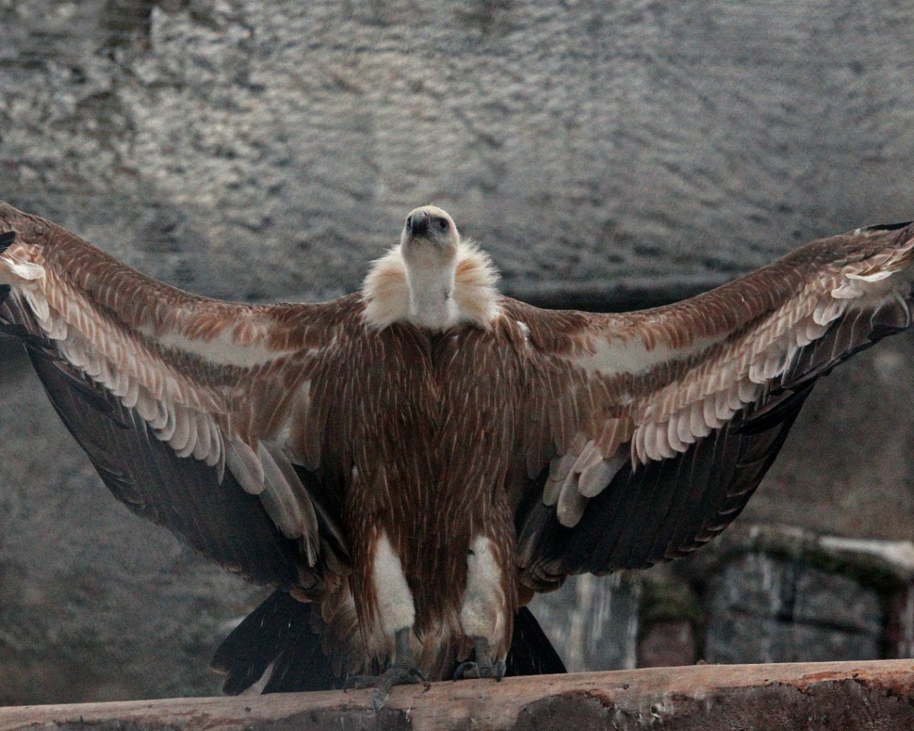 Белоголовый сип в Московском зоопарке