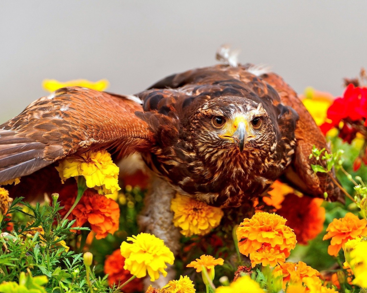 Ястреб сел на цветы