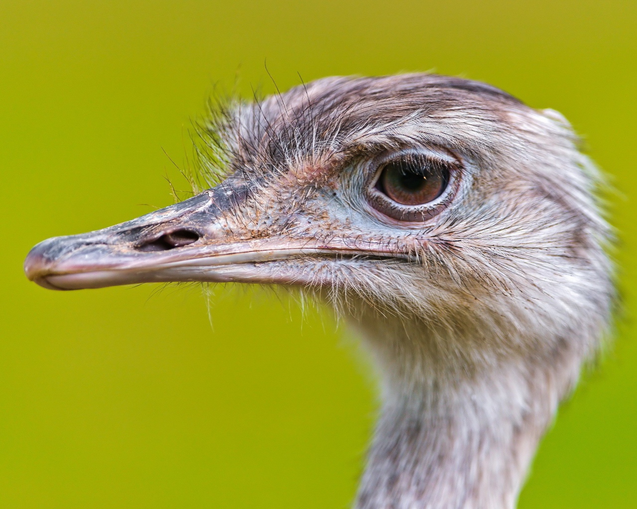 Голова страуса на зеленом фоне