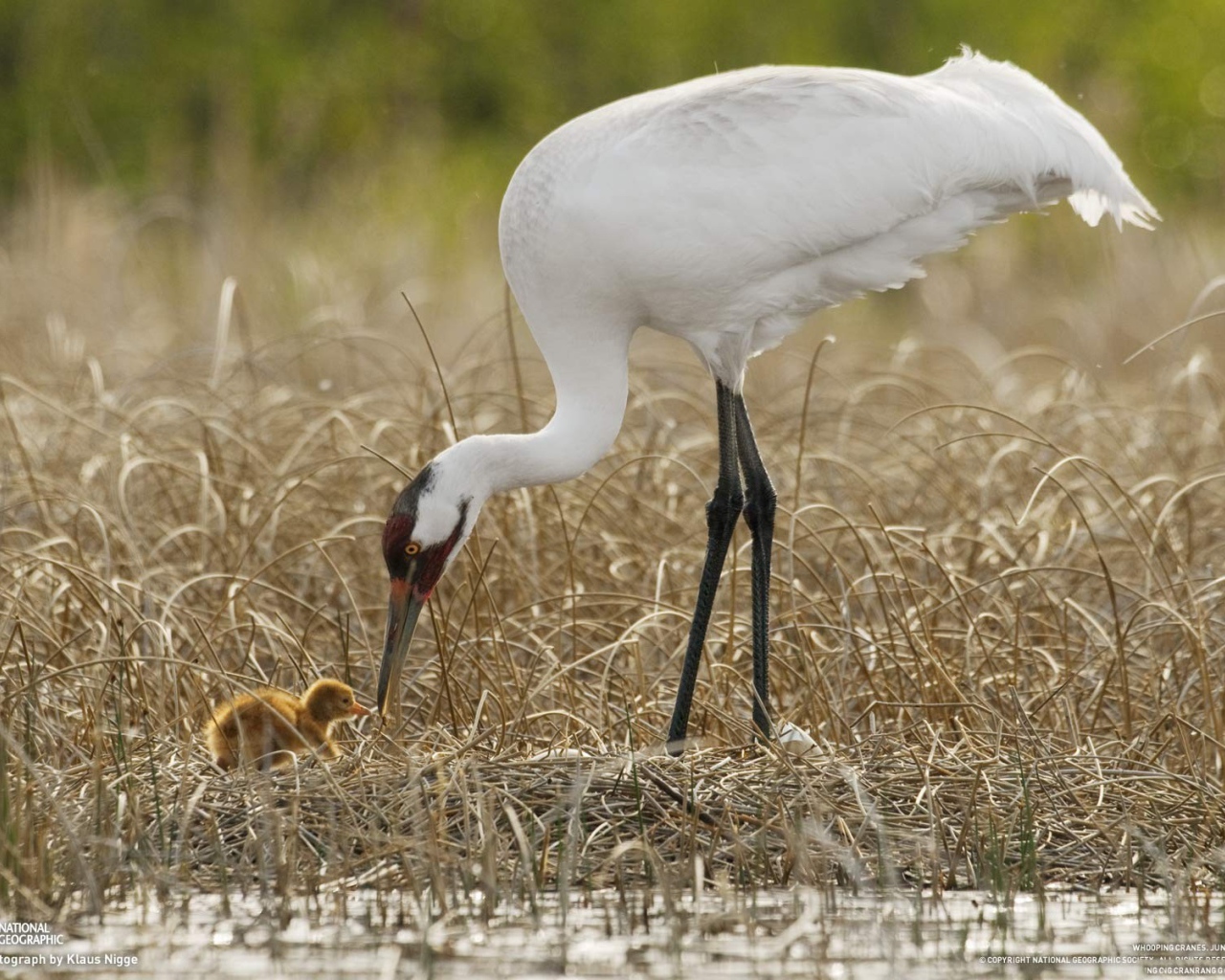 Цапля с детенышем на болоте