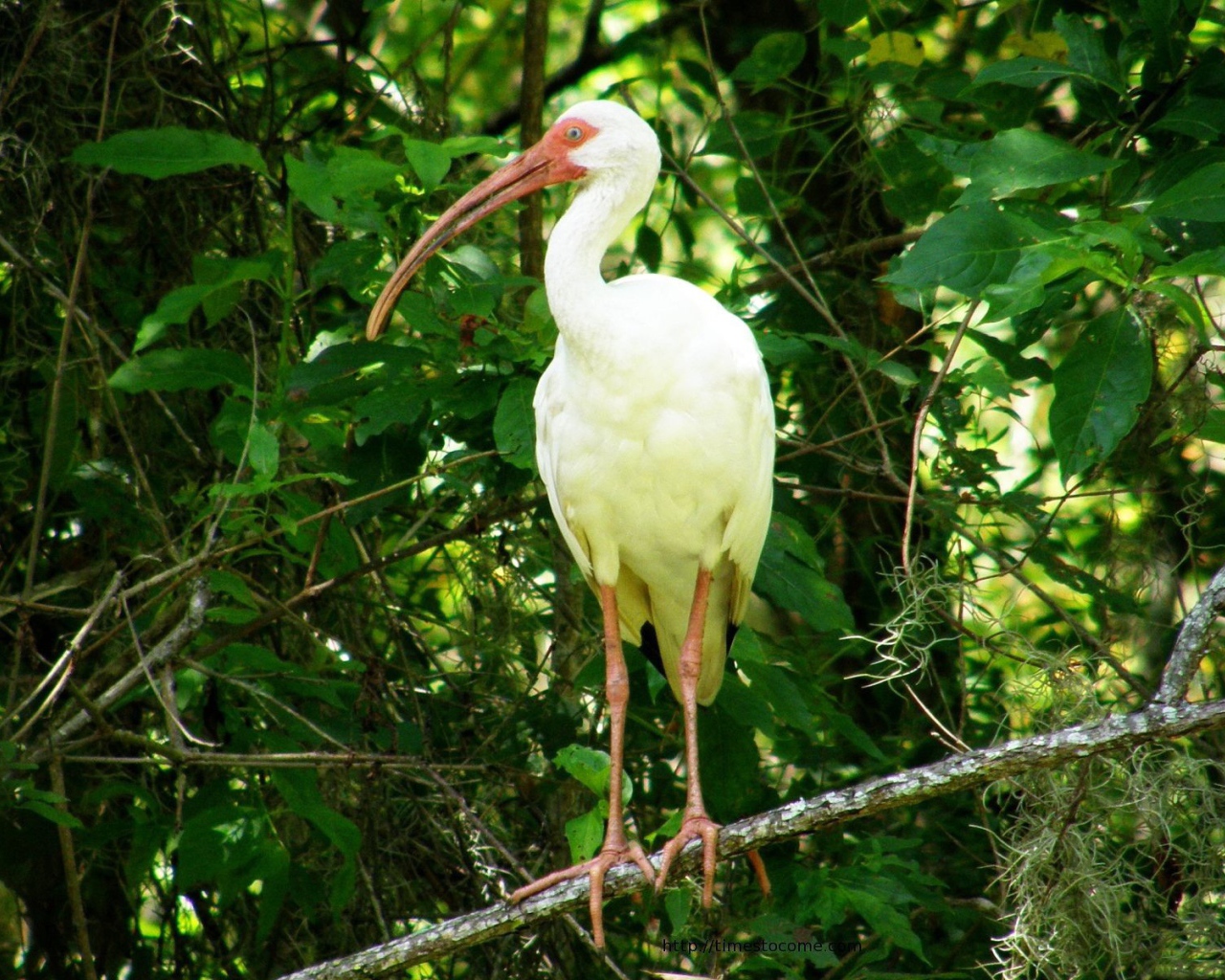 Цапля с желтыми перьями
