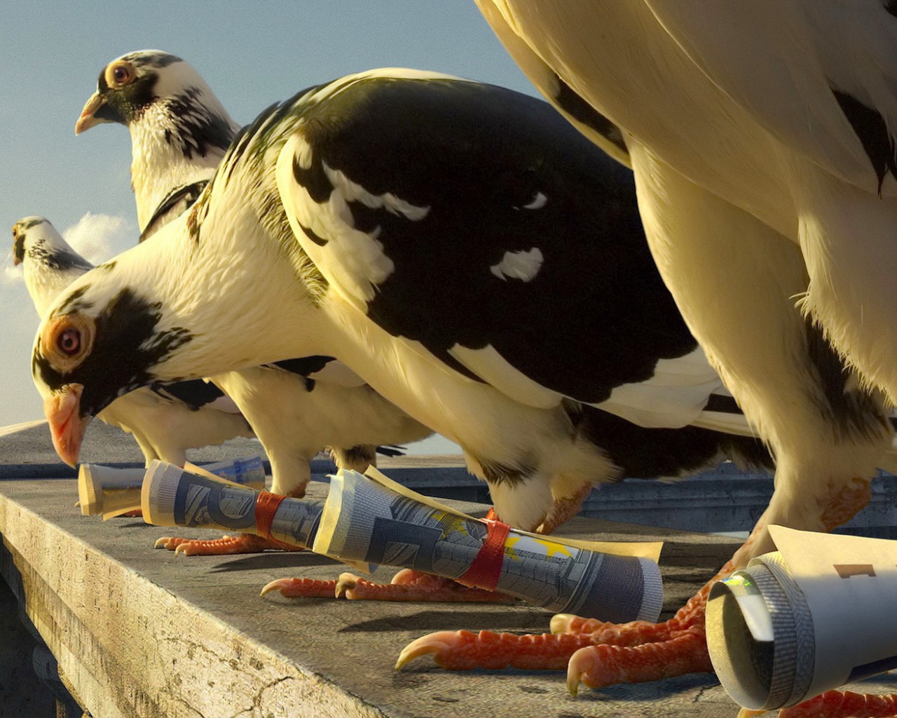 Почтовые голуби с посланиями на лапах