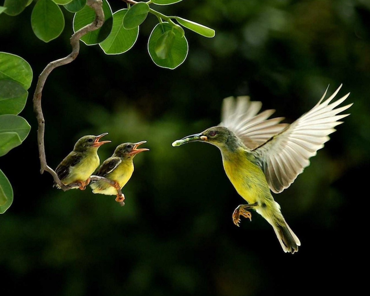 Колибри кормит своих птенцов