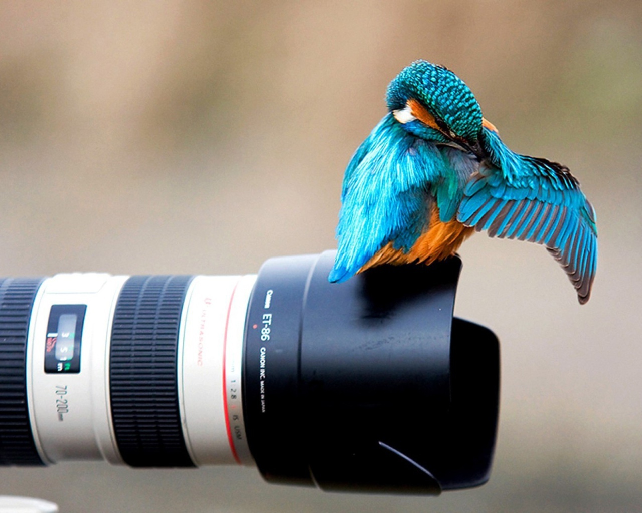 Птица зимородок сидит на фотоаппарате