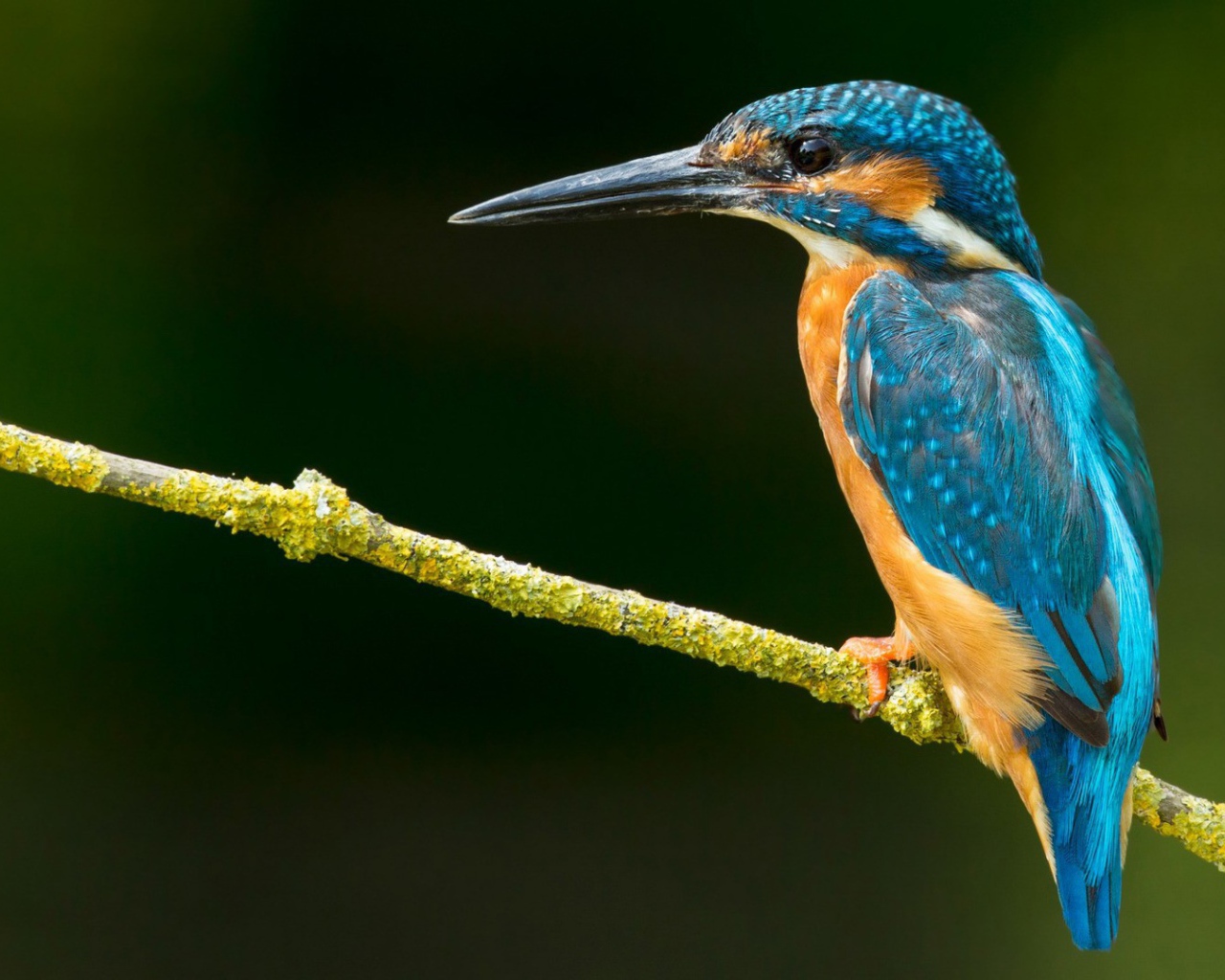 Зимородок на зеленой ветке