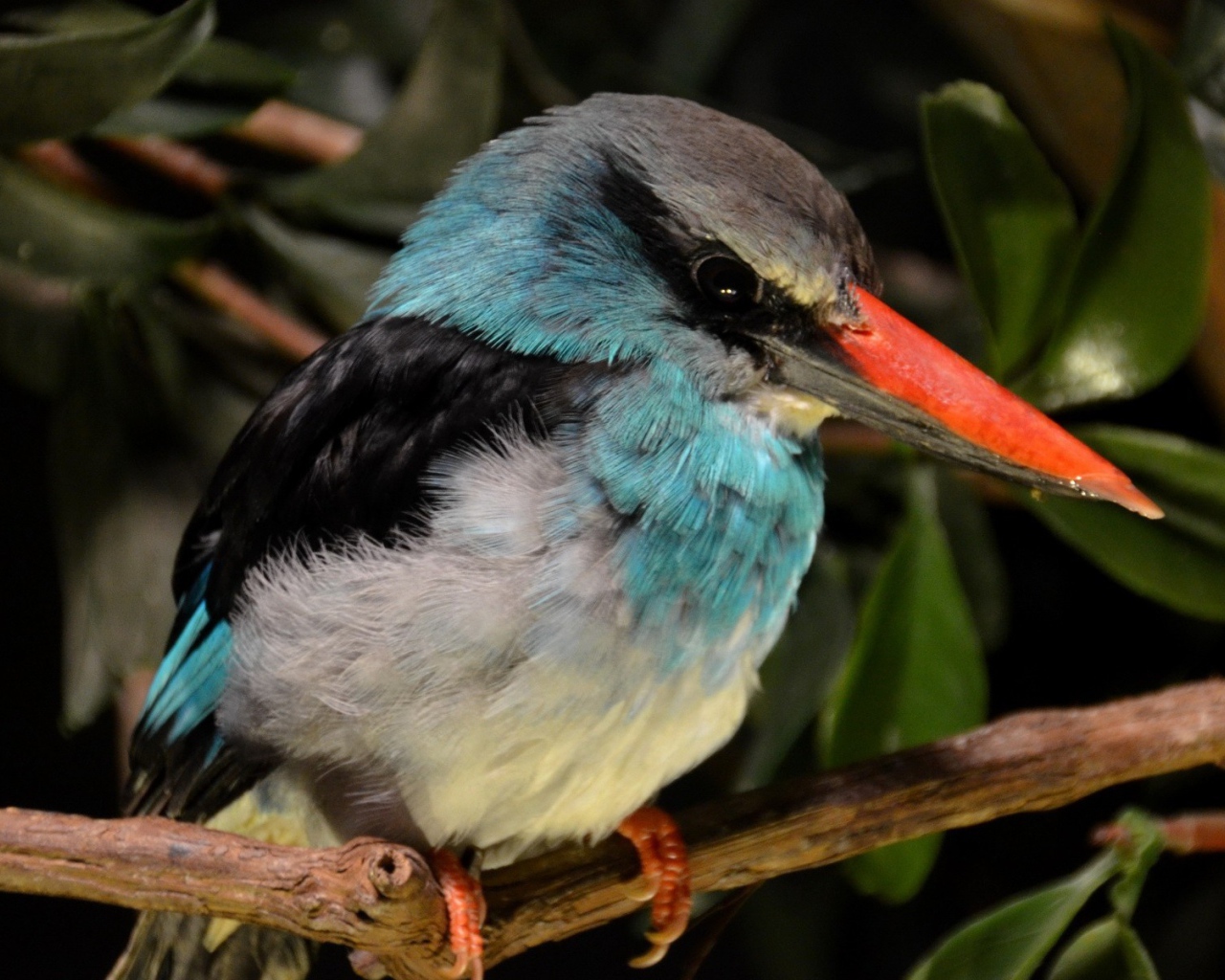 Зимородок с красным клювом