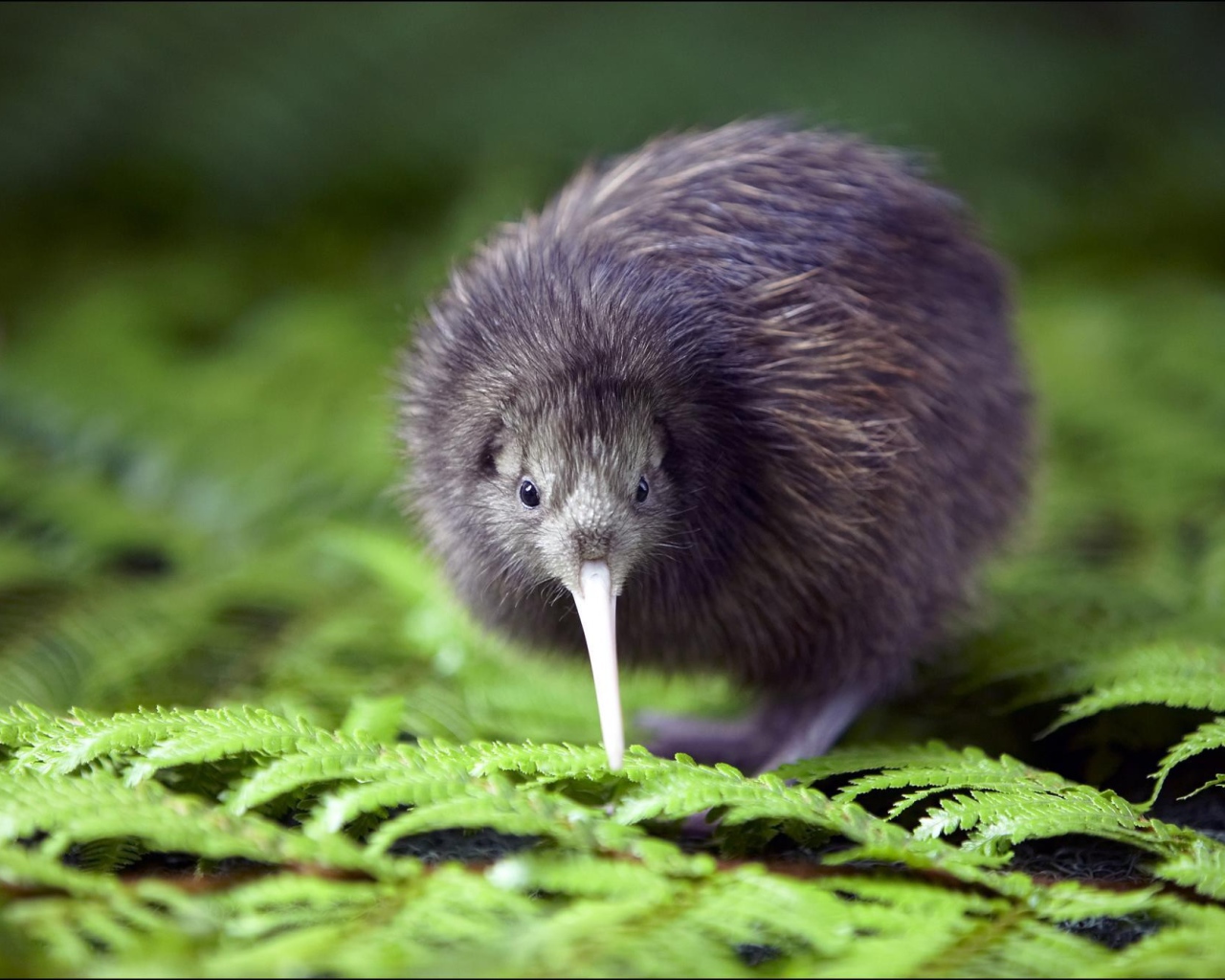 Птица киви среди зелени