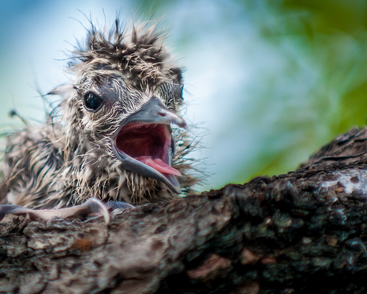 Маленький птенец в гнезде