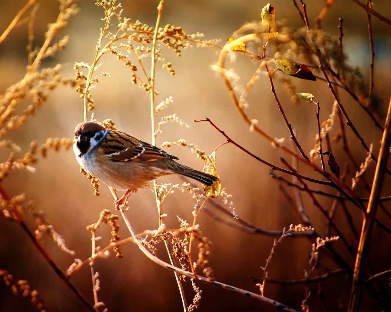 Маленький воробей сидит на ветке