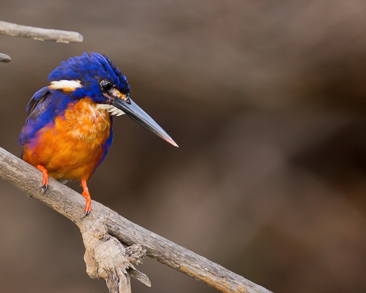 Длинноклювая птица зимородок