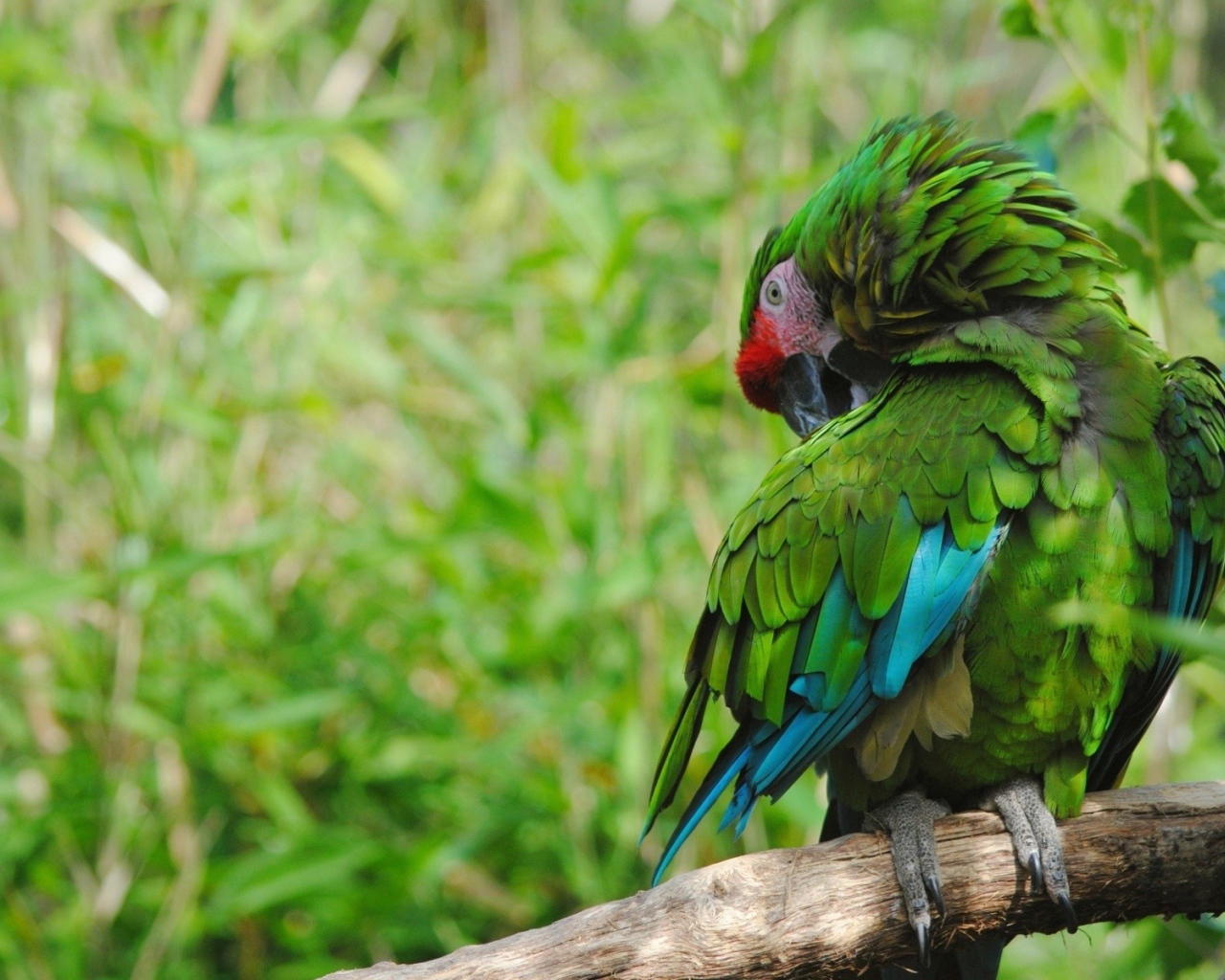 Роскошный зеленый попугай на фоне зелени