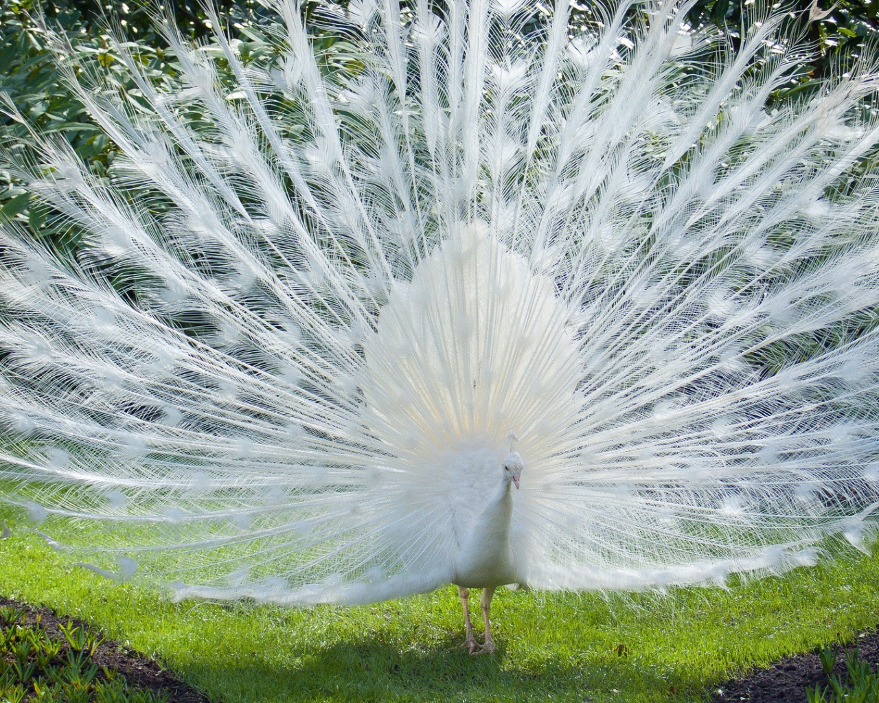 Роскошный хвост белого павлина