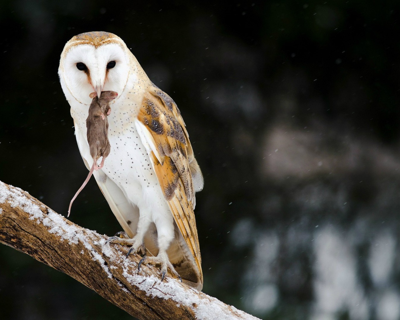 Сова поймала мышь