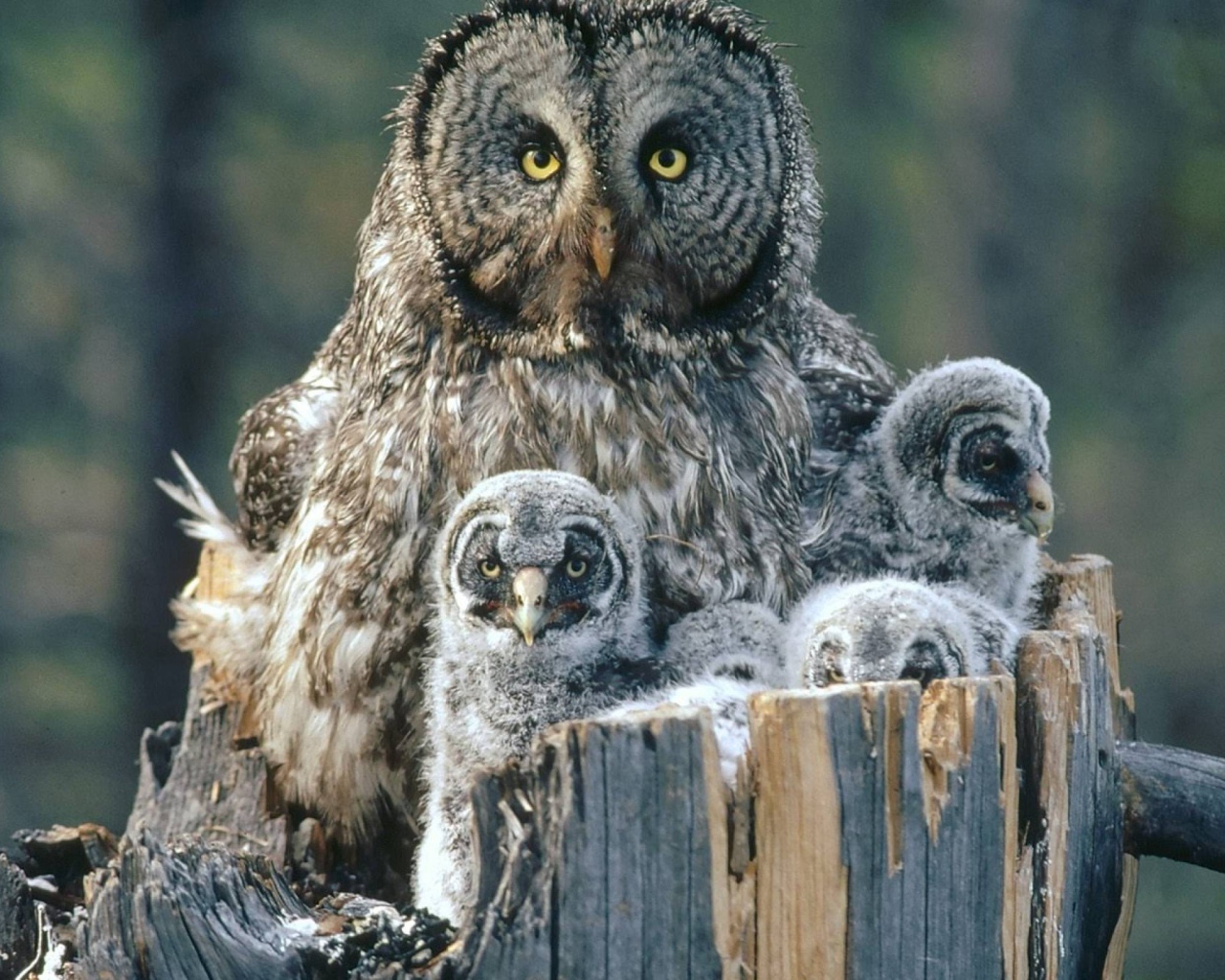 Сова охраняет своих детей