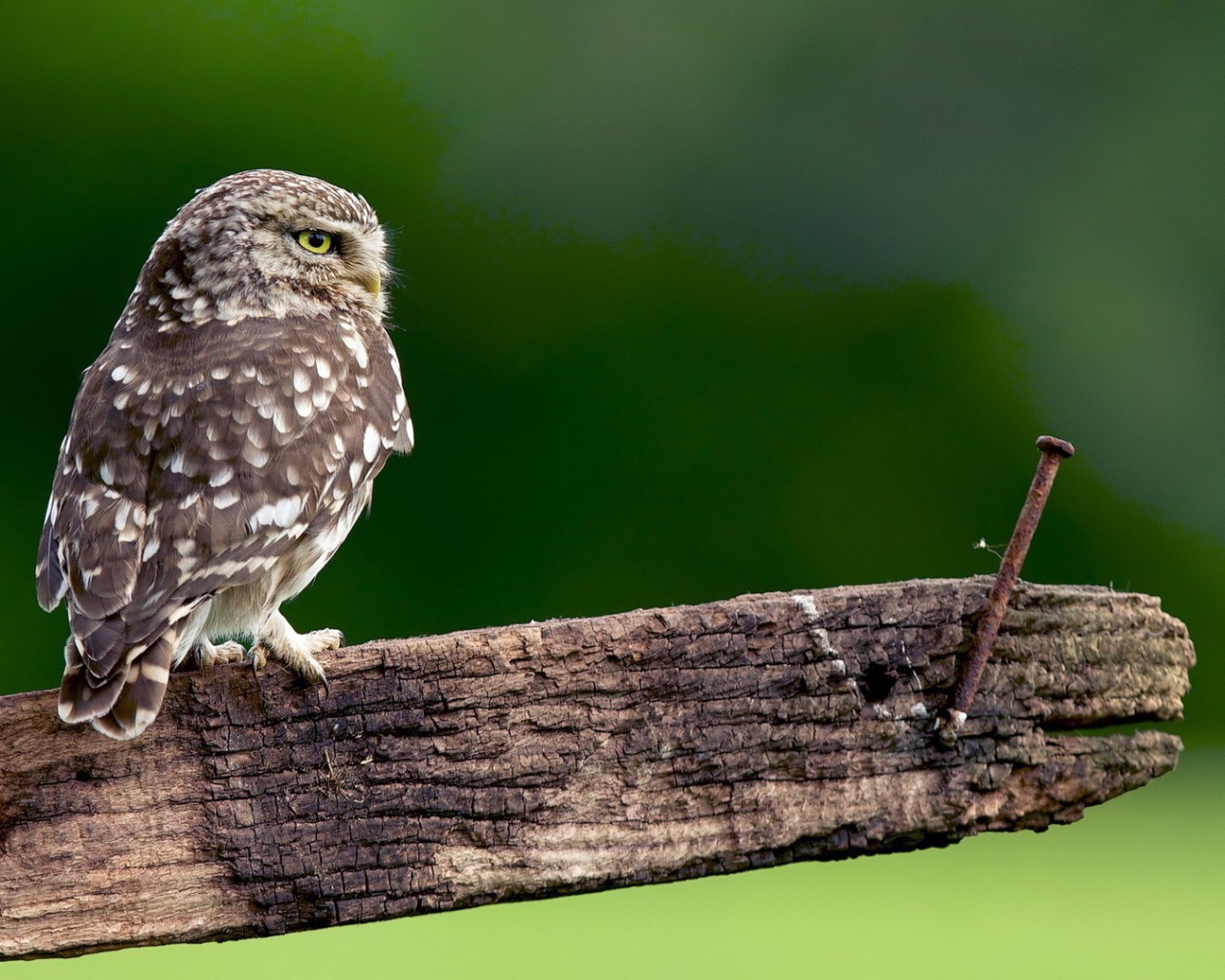 Сова на доске с гвоздем