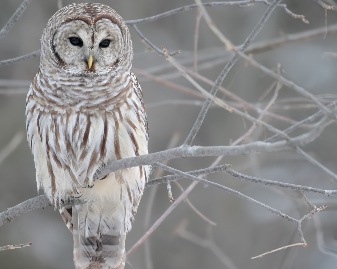 Сова на обледеневших ветках дерева